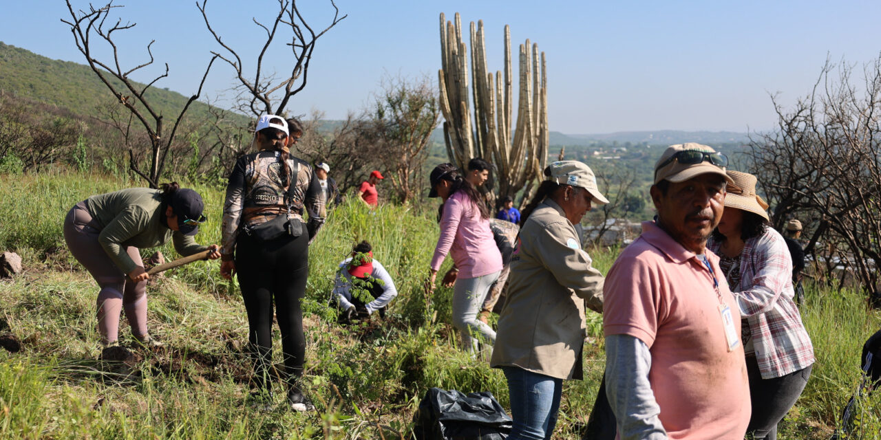 Plantan 2,500 árboles en cerro del Palenque, Purísima del Rincón