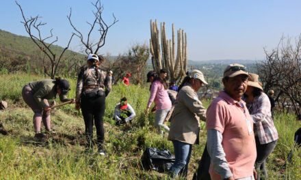 Plantan 2,500 árboles en cerro del Palenque, Purísima del Rincón