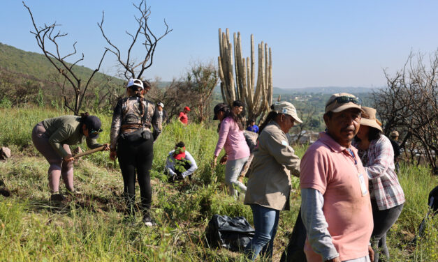Plantan 2,500 árboles en cerro del Palenque, Purísima del Rincón