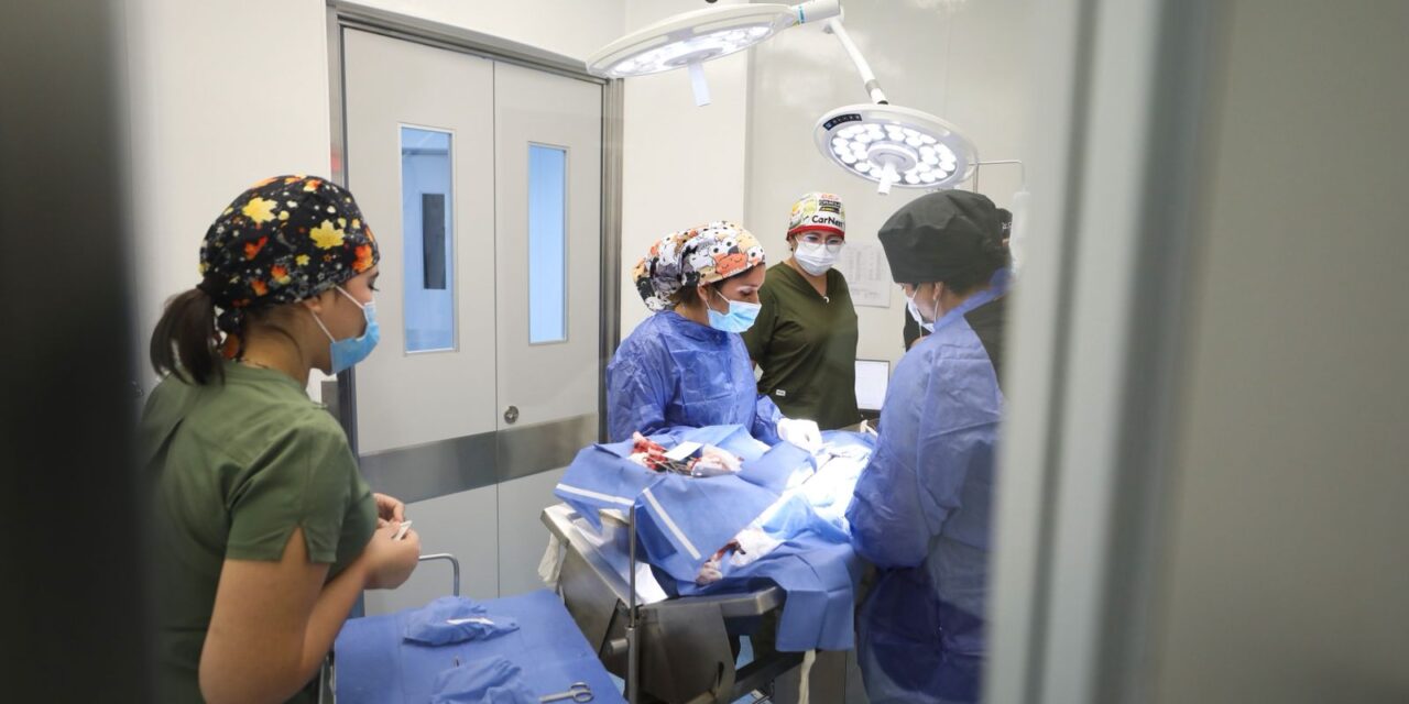 León líder en atención veterinaria y esterilización gratuita