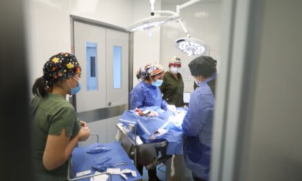 León líder en atención veterinaria y esterilización gratuita