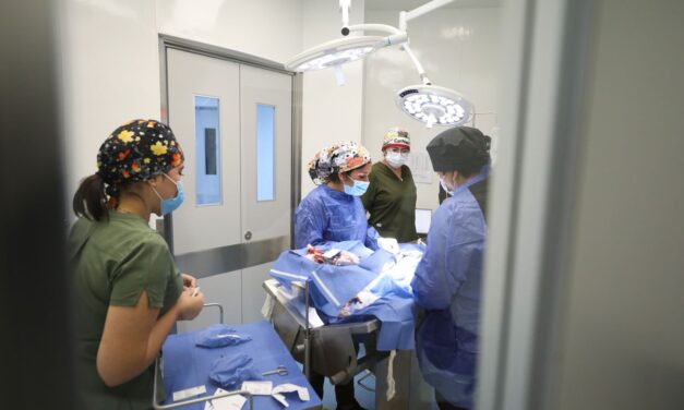 León líder en atención veterinaria y esterilización gratuita