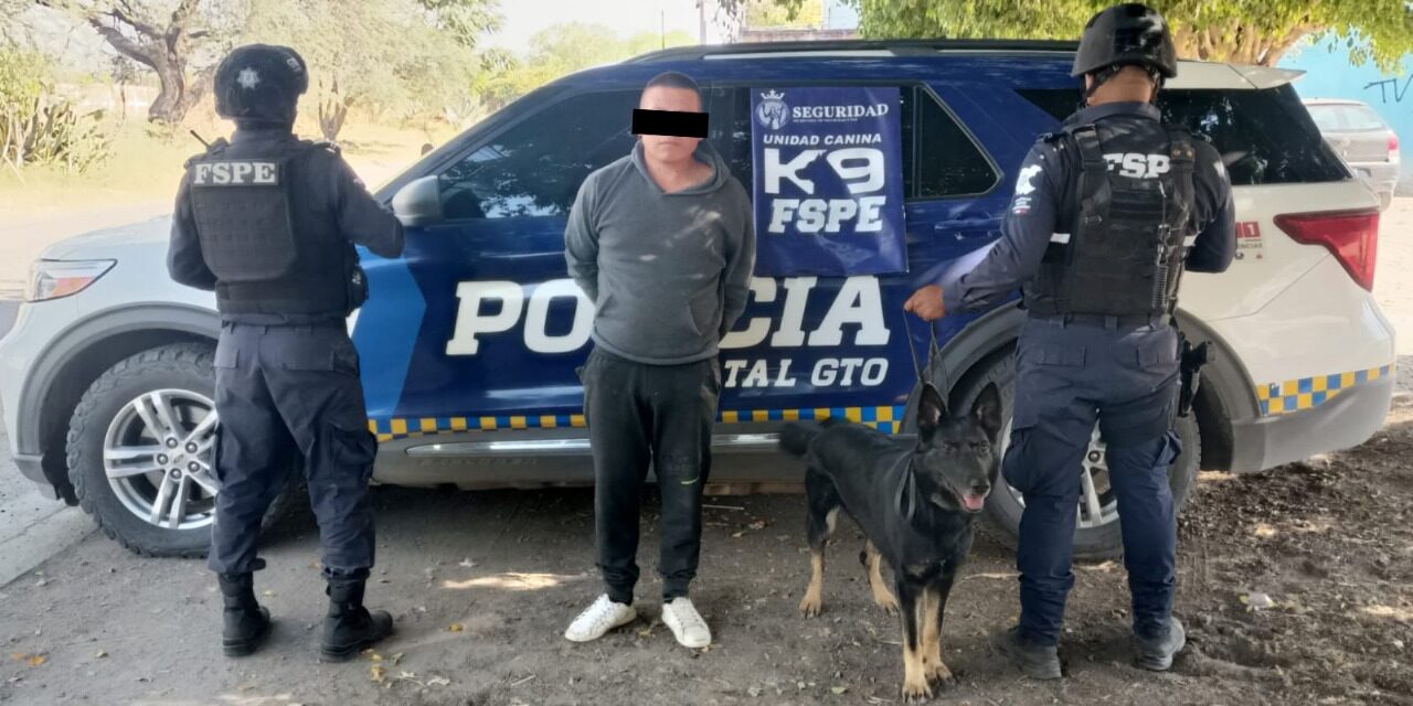 Agente K9 ‘Gaby’ detecta a hombre con más de mil dosis de droga