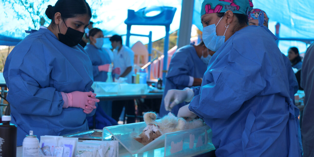 Esterilizan a 250 mascotas en Purísima del Rincón