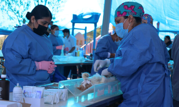 Esterilizan a 250 mascotas en Purísima del Rincón