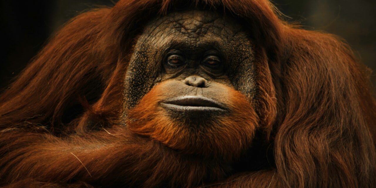 Fallece la orangután Katy en el zoológico de León