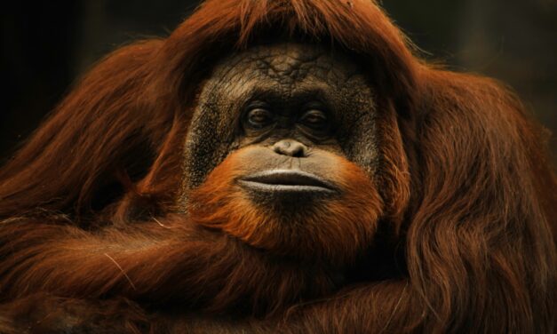 Fallece la orangután Katy en el zoológico de León