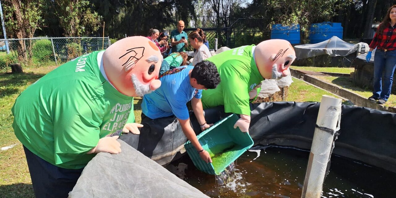 Cinvestav y SiMiPlaneta preliberan mil ajolotes