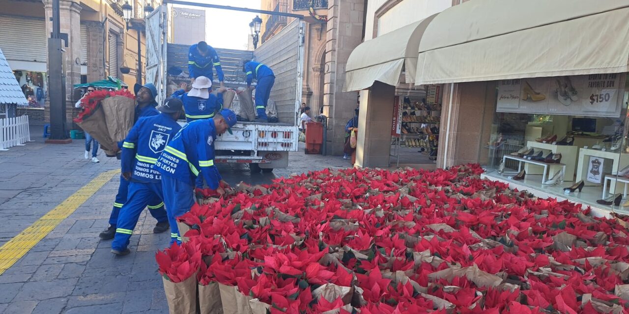 Colocarán más de 12 mil nochebuenas en León