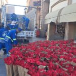 Colocarán más de 12 mil nochebuenas en León