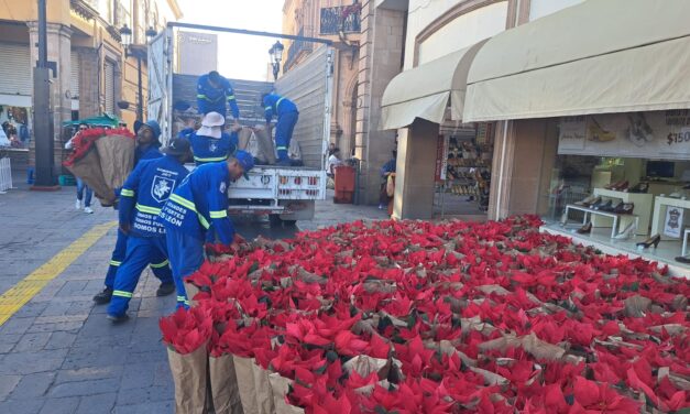 Colocarán más de 12 mil nochebuenas en León