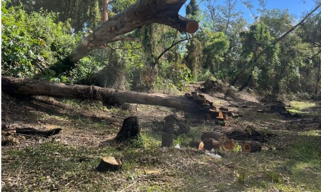 Explican poda y tala de árboles en Jalpa de Cánovas