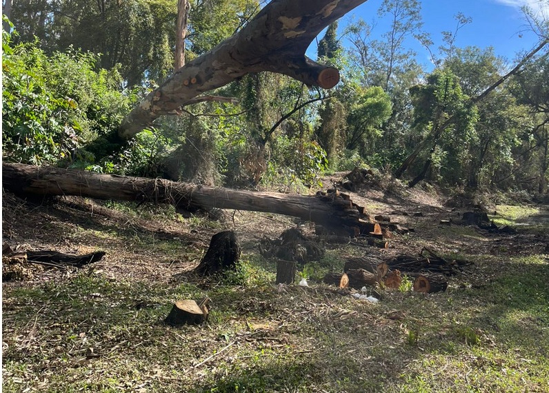 Explican poda y tala de árboles en Jalpa de Cánovas