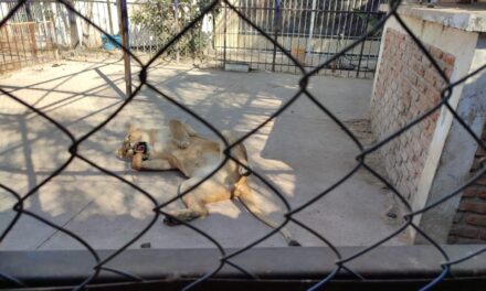 Unidad K9 rescata y asegura leones y guacamayas