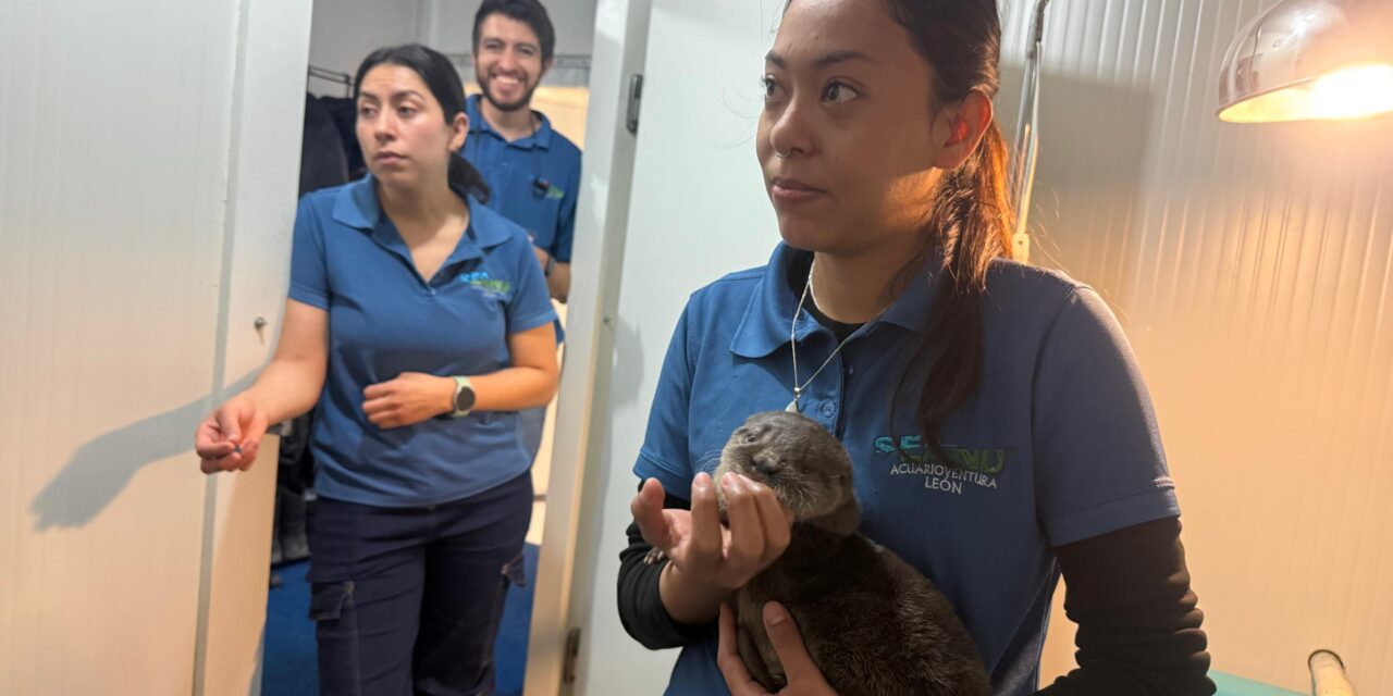 Purísima rescata nutria bebé; será regresada a un ambiente natural