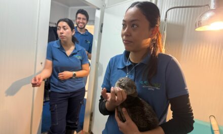 Purísima rescata nutria bebé; será regresada a un ambiente natural