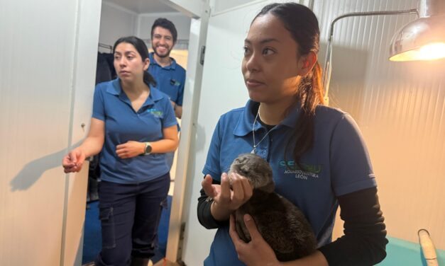 Purísima rescata nutria bebé; será regresada a un ambiente natural