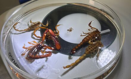 Salud Guanajuato garantiza atención ante picaduras de alacrán