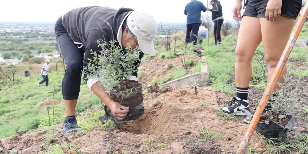 Purísima es reconocida como Ciudad Arbórea