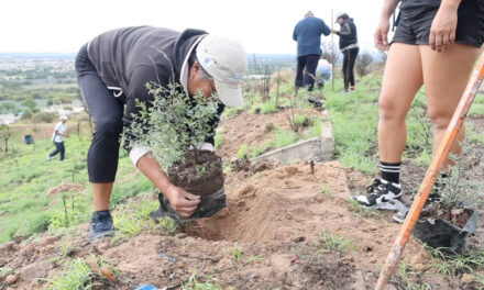 Purísima es reconocida como Ciudad Arbórea