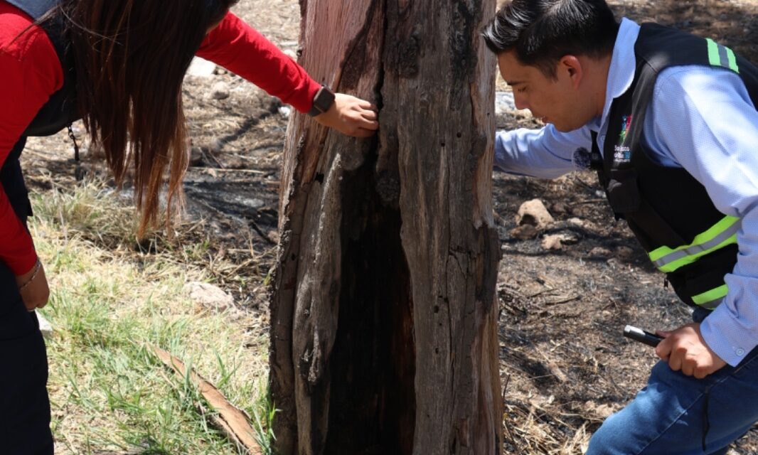 Retirarán árboles secos en Camino Viejo de San Francisco del Rincón