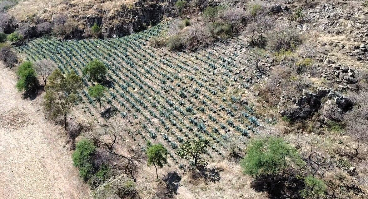 En Guanajuato está prohibido el desmonte para siembra de agave dentro de las ANPs