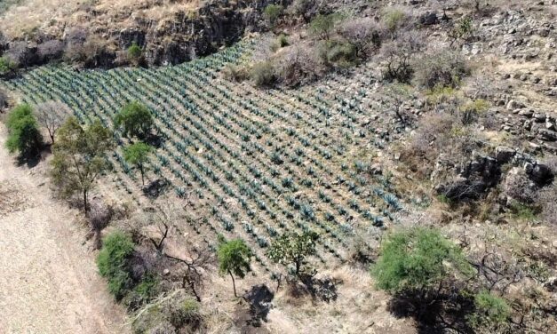 En Guanajuato está prohibido el desmonte para siembra de agave dentro de las ANPs