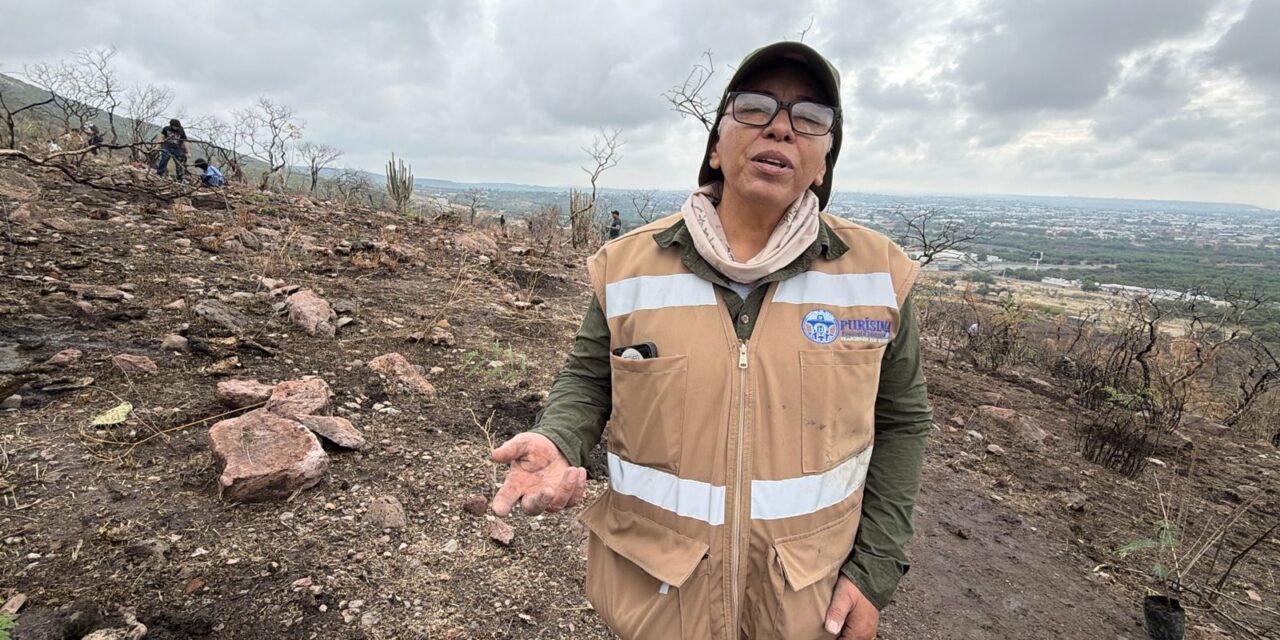 Plantan mil árboles en Purísima, reforestan 4 héctareas en Cerro del Palenque