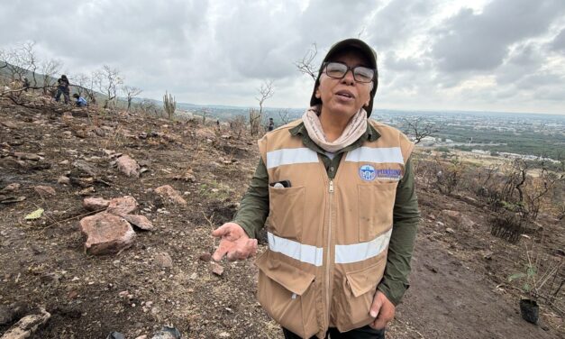Plantan mil árboles en Purísima, reforestan 4 héctareas en Cerro del Palenque