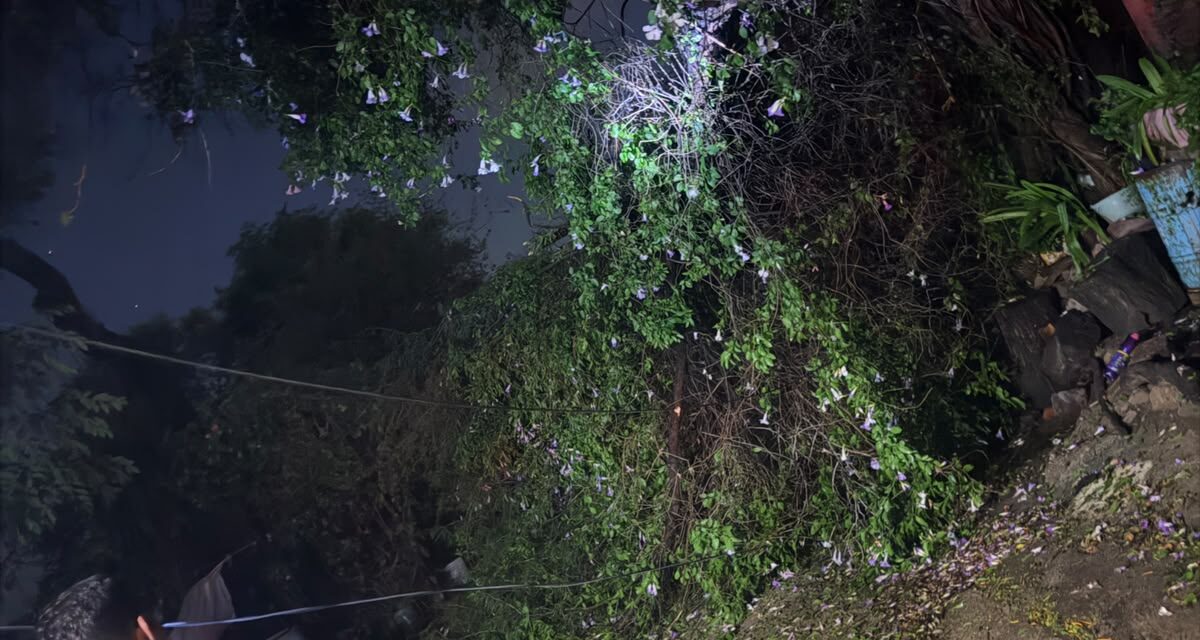 Vientos de más de 40 km/h derriban árboles en Purísima