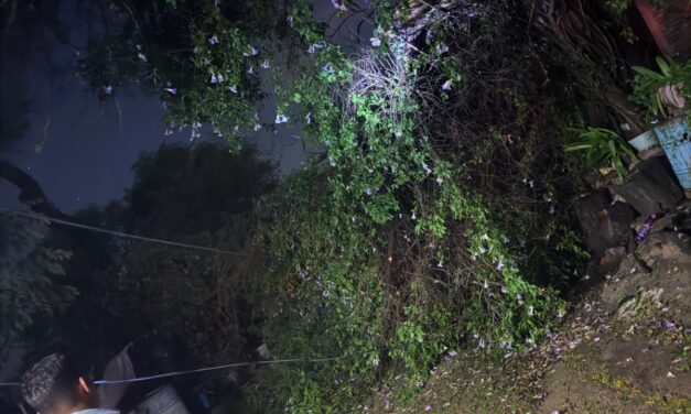 Vientos de más de 40 km/h derriban árboles en Purísima